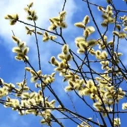 Вербна неділя - народні прикмети та обряди, змови, змови, обряди на вербну неділю (неділя) Вербна неділя - народні прикмети та обряди, змови, змови, обряди на вербну неділю