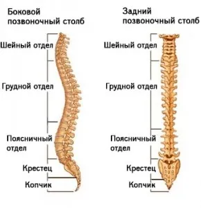 Вертебральний артроз як домогтися успіху в лікуванні захворювання (артроз) Вертебральний артроз як домогтися успіху в лікуванні захворювання