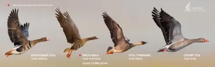 Весняне полювання на гусака як, де і коли полювати навесні на гусака (полювання на фазана) Весняне полювання на гусака як, де і коли полювати навесні на гусака