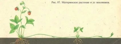 Вегетативне розмноження рослині пагонами (утворюються додаткові корені) Вегетативне розмноження рослині пагонами