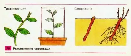Вегетативне розмноження рослин пагонами (картопля) Вегетативне розмноження рослин пагонами