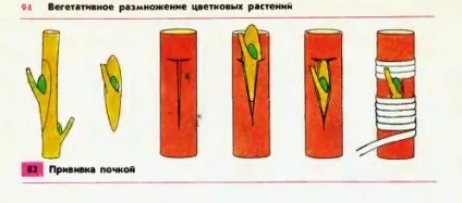 Вегетативне розмноження рослин пагонами (вегетативне розмноження) Вегетативне розмноження рослин пагонами