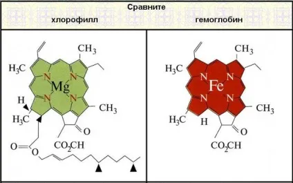 Вед хлорофіл - енергія сонця