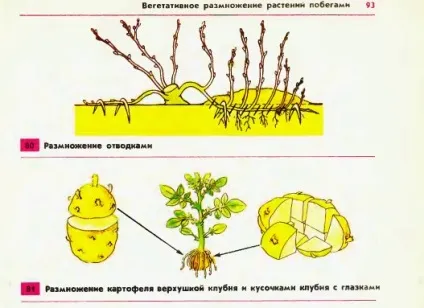 Вегетативне розмноження рослин пагонами (нирки) Вегетативне розмноження рослин пагонами