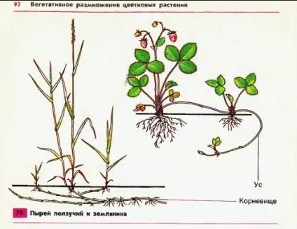 Вегетативне розмноження рослин пагонами (пагонами) Вегетативне розмноження рослин пагонами