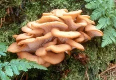 Їстівні гриби з фото і описами (стр (облямований Fomitopsis pinicola) Їстівні гриби з фото і описами (стор