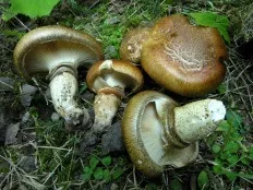 Їстівні гриби з фото і описами (стр (гриби) Їстівні гриби з фото і описами (стор