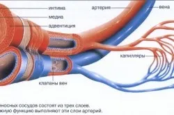 Серцево-судинна система