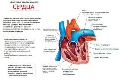 Серцево-судинна система