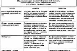 Серцево-судинна система