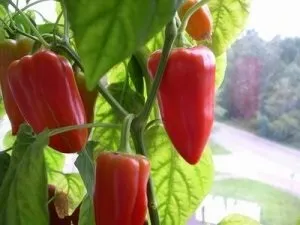 Секрети вирощування перцю у відкритому грунті (відкритому) Секрети вирощування перцю у відкритому грунті