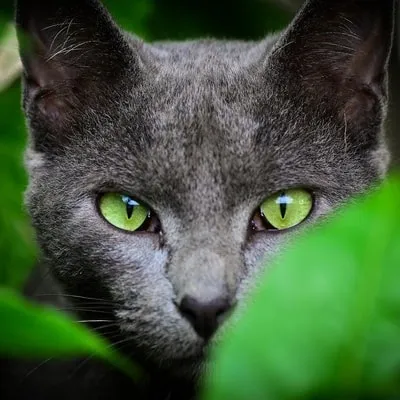 Сірі породи кішок, сіро-блакитні grey blue cats (сірі) Сірі породи кішок, сіро-блакитні grey blue cats