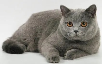 Сірі породи кішок, сіро-блакитні grey blue cats (кішок) Сірі породи кішок, сіро-блакитні grey blue cats
