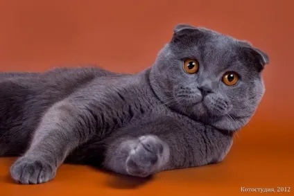 Сірі породи кішок, сіро-блакитні grey blue cats (grey) Сірі породи кішок, сіро-блакитні grey blue cats