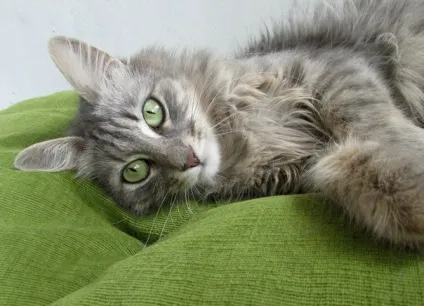 Сірі породи кішок, сіро-блакитні grey blue cats (cats) Сірі породи кішок, сіро-блакитні grey blue cats