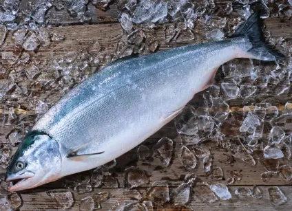 Сьомга корисні властивості і калорійність, food and health (філе) Сьомга корисні властивості і калорійність, food and health