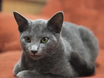 Сірі породи кішок, сіро-блакитні grey blue cats (сірі) Сірі породи кішок, сіро-блакитні grey blue cats
