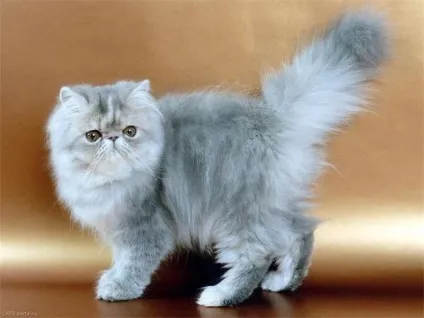 Сірі породи кішок, сіро-блакитні grey blue cats (cats) Сірі породи кішок, сіро-блакитні grey blue cats