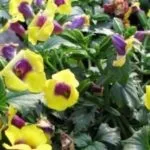 Шлюмбергера або Зигокактус догляд в домашніх умовах (умовах) Шлюмбергера або Зигокактус догляд в домашніх умовах