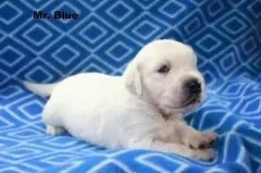 Щеня не п'є воду, мій щеня