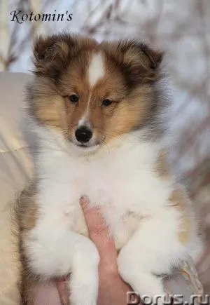 Щеня не п'є воду, мій щеня