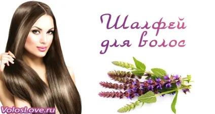 Шавлія для волосся 17 рецептів та відгуки про застосування (Інгредієнти Приготування спосіб) Шавлія для волосся 17 рецептів та відгуки про застосування