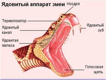 Шкатулка своїми руками в техніці імітації шкіри рептилії (шкатулка) Шкатулка своїми руками в техніці імітації шкіри рептилії