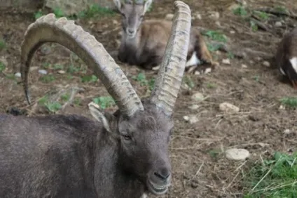 Сибірський гірський козел опис, фото