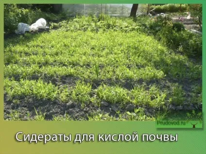 Сидерати для кислого грунту види і особливості рослини (кислої) Сидерати для кислого грунту види і особливості рослини
