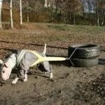 Собаки - аборигени, блог про собак