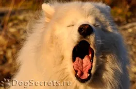 Собака постійно фиркає носом і чхає чому і що робити (чхає) Собака постійно фиркає носом і чхає чому і що робити