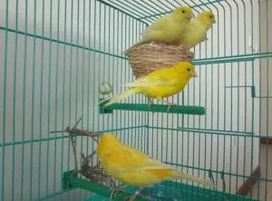 Скільки років живуть канарки і які види зустрічаються (канарки) Скільки років живуть канарки і які види зустрічаються