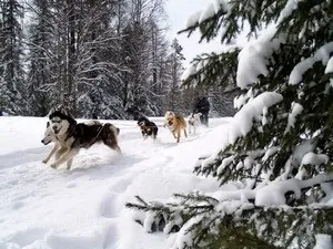 Собаки півночі і їх роль в житті людини, блог про собак (життя) Собаки півночі і їх роль в житті людини, блог про собак