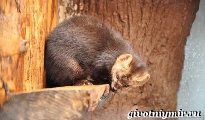 Соболь тварина