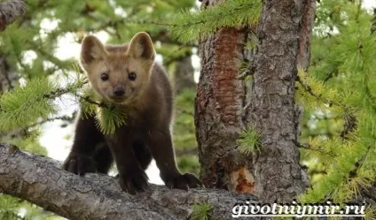 Соболь тварина