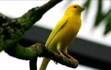 Скільки живуть канарки в домашніх умовах з фото і відео (скільки) Скільки живуть канарки в домашніх умовах з фото і відео