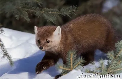 Соболь тварина
