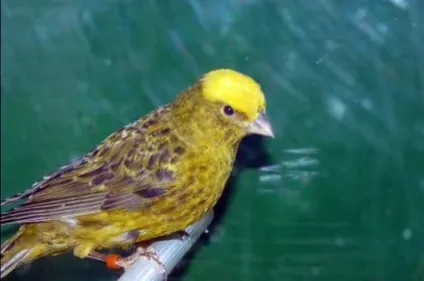Скільки живуть канарки в домашніх умовах з фото і відео (скільки) Скільки живуть канарки в домашніх умовах з фото і відео