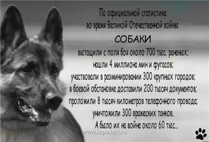 Собаки-герої Великої вітчизняної війни - Політикус (людям) Собаки-герої Великої вітчизняної війни - Політикус