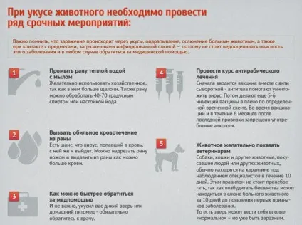 Собаку вкусила лисиця через який час проявляється сказ клінічні ознаки сказу у собак (яке) Собаку вкусила лисиця через який час проявляється сказ клінічні ознаки сказу у собак