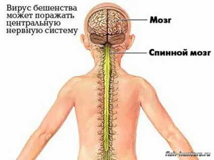 Собаку вкусила лисиця через який час проявляється сказ клінічні ознаки сказу у собак (лисиця) Собаку вкусила лисиця через який час проявляється сказ клінічні ознаки сказу у собак