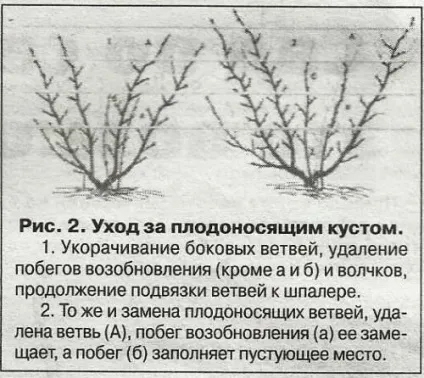 Смородина і агрус на шпалері - сади сибіру (агрус) Смородина і агрус на шпалері - сади сибіру