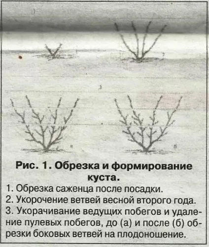 Смородина і агрус на шпалері - сади сибіру (шпалері) Смородина і агрус на шпалері - сади сибіру