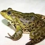 Сонник оселедець солона, є, шматочками, під шубою, купувати і чистити, риба без голови уві сні, з