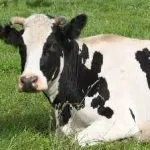Сонник оселедець солона, є, шматочками, під шубою, купувати і чистити, риба без голови уві сні, з