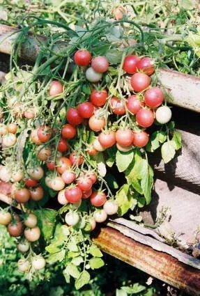 Сорти томатів для балкона