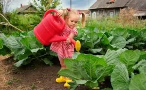 Сонник капуста свіжа жінці уві сні бачити до чого сниться
