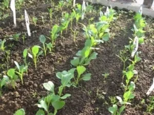 Сонник капуста свіжа жінці уві сні бачити до чого сниться