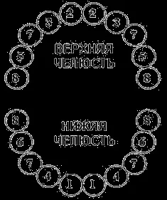 Терміни та порядок прорізування молочних зубів (прорізування) Терміни та порядок прорізування молочних зубів