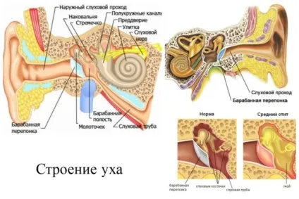 Середнє вухо будова, анатомія, захворювання (захворювання) Середнє вухо будова, анатомія, захворювання
